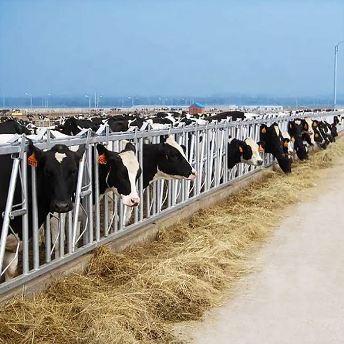 Tarabele gratuite pentru vaci de lapte